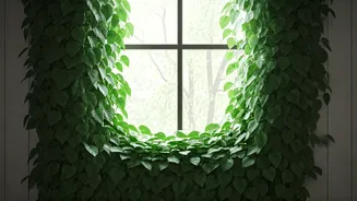Transform Empty Window Spaces With Fast Growing Heartleaf Philodendron Vines