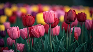 Srinagar's Tulip Gardens: A Healing Escape for Young Cancer Warriors