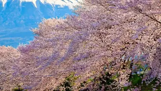 Five Japan Destinations to Reconsider During Peak Travel Season