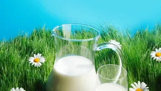How Climate Extremes Could Affect India’s Milk Production