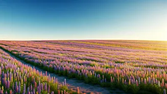 Travellers Are Chasing Blooms Over Beaches Now
