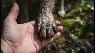 How Regular Inspection Routines Detect Hidden Sharp Objects Embedded In Wet Pet Paws
