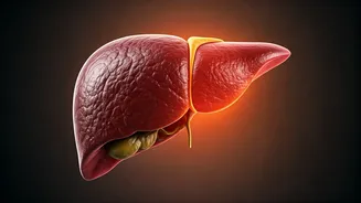 Low Testosterone & Sugary Diets: A Dangerous Synergy for Liver Health