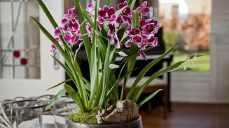 Latest Update On The Best-Looking Fragrant Plants For Small Spaces