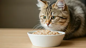 Try This Nutritious Pureed Pumpkin And Oats Cat Diet Mix