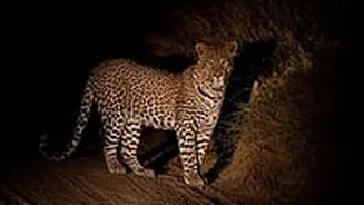 Major Wildlife Trafficking Racket Uncovered Following Leopard Poaching In Mumbai