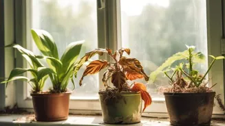 How to fix leaf curling in plants