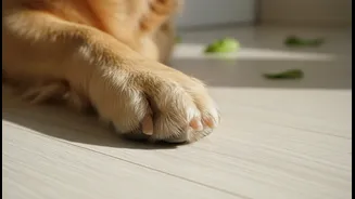 Why Daily Paw Inspections Are Essential For Dog Owners Fighting Monsoon Fungal Infection Risks
