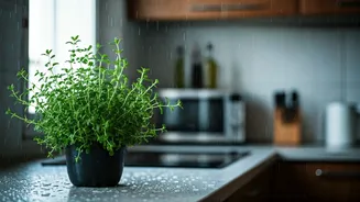 Rainy Season Makes Kitchen Cleanliness More Important