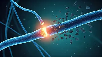 Nerve Regeneration Mystery Solved: Blocking a 'Brake' Protein Boosts Repair