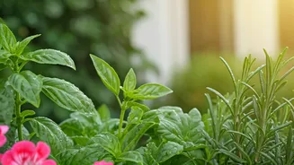 Banish Buzzing: 7 Natural Plant Guardians to Keep Mosquitoes Away
