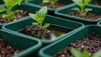 Gardeners, Check Your Pot Trays Before Monsoon