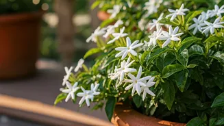 Indian Terrace Gardens Need Jasmine This June