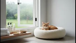Monsoon Cat Care Needs Less Guesswork, More Cleaning