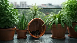 Monsoon Balcony Gardens Need Good Drainage And These Plants