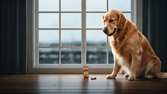 Monsoon Means Fewer Walks, Not Random Feeding
