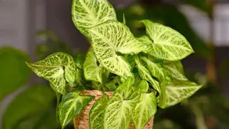 Seven Vastu Plant Picks Show How Indoor Gardening Meets Decor Tradition