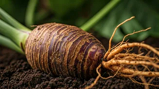 Dasheen Delights: Unveiling the Nutrient-Rich Root Vegetable and Its Amazing Health Perks