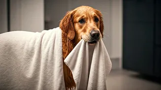Wet Dogs Need More Than Towel Drama
