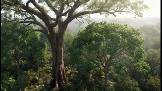 Suggests Height Alone May Not Predict Forest Vulnerability: What It Means For Tropical Forest Forecasting In A Hotter World