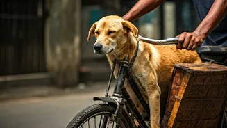 Mumbai Man's Bicycle Ride for Sick Dog: A Heartwarming Act of Compassion