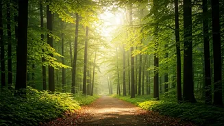 Unlock Your Well-being: 5 Powerful Ways Nature Walks Transform Your Life