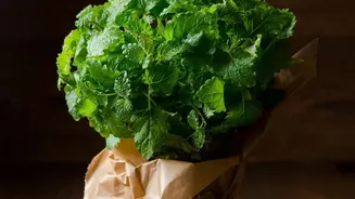 Balcony Herb Gardening During Rains: Growing Fresh Basil, Mint, And Lemongrass Hacks