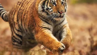 Tiger Recovery Brings Success and New Coexistence Responsibilities in Nepal