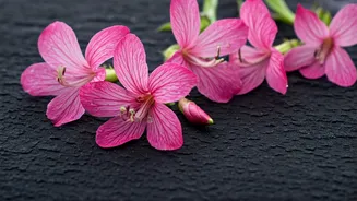 Unlocking Hair Growth: The Power of Sadabahar Flowers