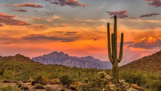 Namibia's deserts are home to some truly incredible plants!