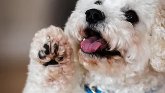A Familiar Pointing Gesture May Mean Something to Dogs in Many Settings