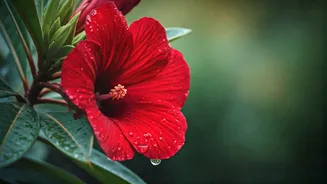 Unveiling Hibiscus: Your Natural Secret to Radiant Skin and Hair