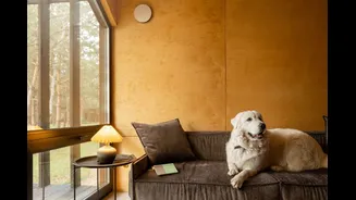 How To Keep Your Pets Hydrated In Summer: Expert Tips To Prevent Dehydration In Dogs And Cats