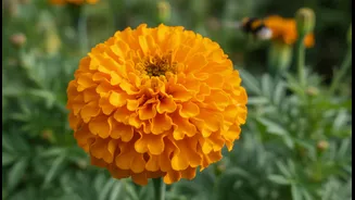 Marigolds Are The Beginner Pollinator Plant To Save