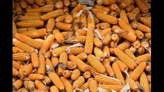 Biofortified Crops: A New Era for Indian Agriculture