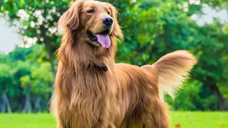 India's Pet-Care Choices Need More than Attractive Facilities