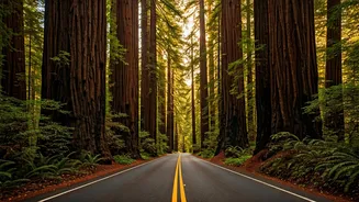 Avenue of the Giants: California's Majestic 31-Mile Redwood Road Trip