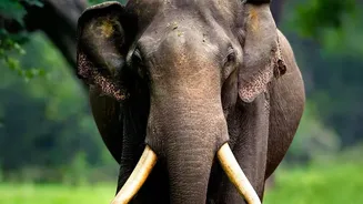 IRCTC offers wildlife tours from Mumbai