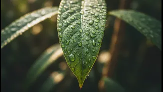 Why Humid Air Masses Slow Down Metabolism Mandating Accessible Light Eating Daily Habits