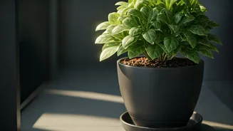 Balcony Pots Should Never Sit In Water