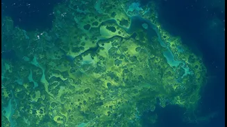 Scientists Say Better Ocean Tracking Could Help Reduce Future Algal Bloom Damage