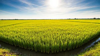 India's Rice Production: Surpassing China, Facing Pitfalls