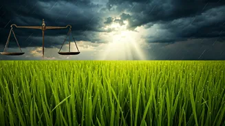 The Link Between Rain And Food Prices