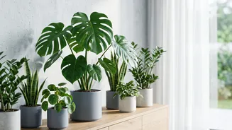 The Evidence Behind Popular NASA Houseplant Claims