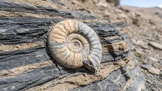 38-Million-Year-Old Marine Fossils Found In Ladakh: Subathu Marine Link Comes Into Focus