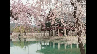 Primavera transforma Seul em um espetáculo de cores