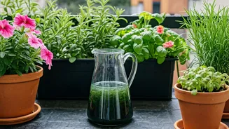 Organic Liquid Seaweed Keeps Balcony Gardens Lush Effortlessly