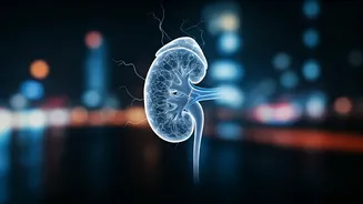 The Silent Strain: How Busy City Life Undermines Your Kidney Health Through Dehydration