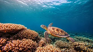 Indonesia's Bawah Reserve: An Eco-Luxury Escape with Unforgettable Sea Turtle Encounters