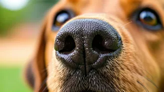 Dogs Have Super Senses: 6 Secrets Revealed